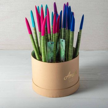Sansevieria Mix