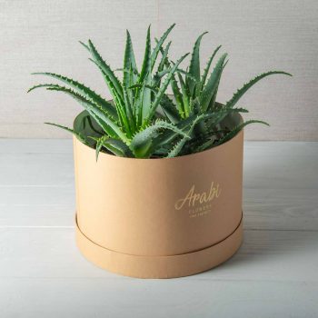Aloe Vera Mini