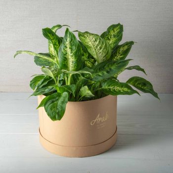 Dieffenbachia Mini