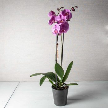 Orchid Way
