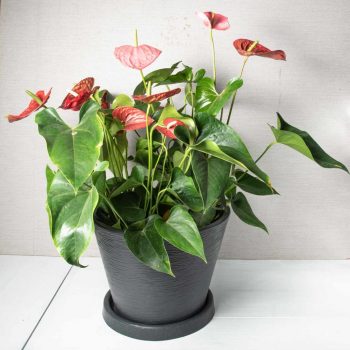 Anthurium Red