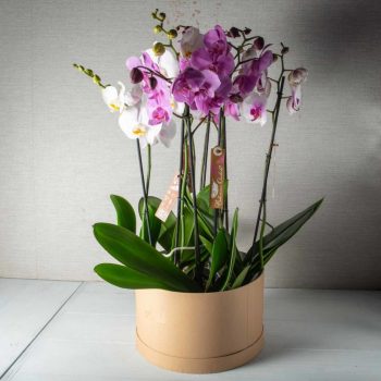 Orchid Paradise