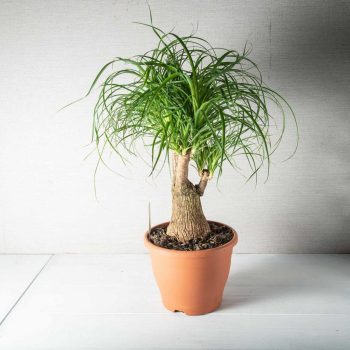 Sweat Beaucarnea