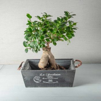 Bonsai