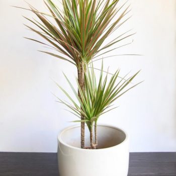 Dracaena Marginata