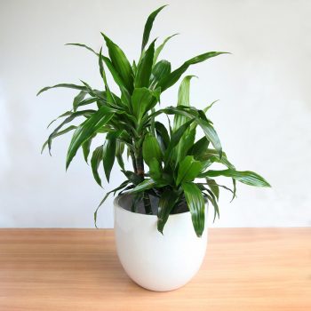 The Green Dracaena Fragrans