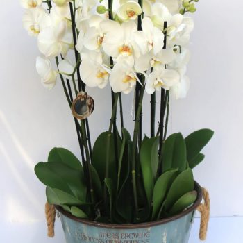 White Jewel