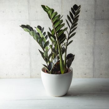 Culcas Zamio