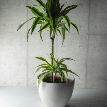 Fragrans White