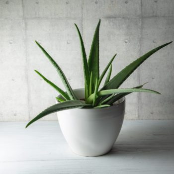 Aloe Vera Jumbo