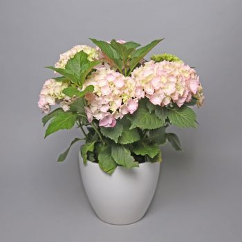 Hydrangea
