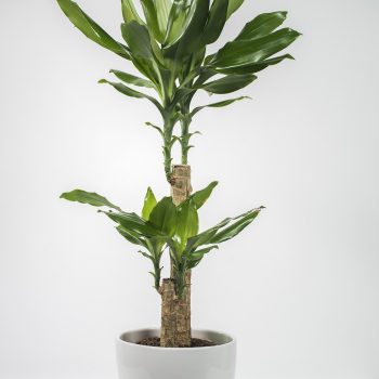 Dracaena Janet