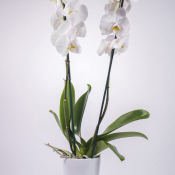 Orchid
