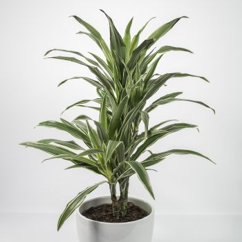 Dracaena White