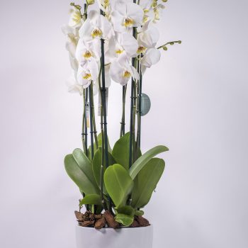 Phalaenopsis orchids